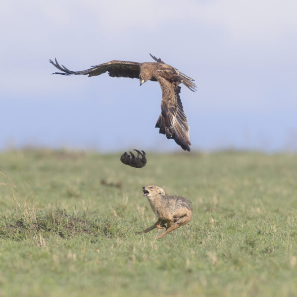 High drama in the plains of Maasai mara. A Jackal mother somehow manages to pressure an  Tawny Eagle enough for it to drop its quarry, moments after it had managed to grab the Jackal pup from right under the mother's nose.