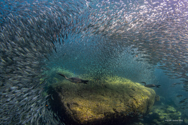 cormorant while fishing underwater in bait ball in the deep blue sea